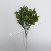 Букет рускуса, длинна 35 см, 5 веток, цвет зелёный (0,052)