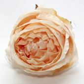 Голова розы пионовидной, бежевый,  диаметр - 10 см.