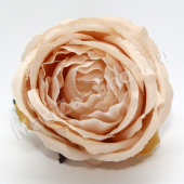 Голова розы пионовидной, бежевый,  диаметр - 10 см.
