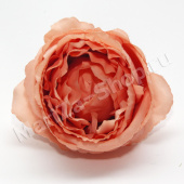 Голова розы пионовидной, темно-персиковый, диаметр - 10 см.