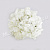 Голова гортензии крупная , диаметр 18-19 см, цвет белый (0,023)