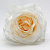 Голова розы, белый (середина-айвори) диаметр головы - 10 см.