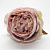 Голова розы пионовидной, пыльно-пудровая ,диаметр - 10 см.