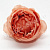 Голова розы пионовидной, темно-персиковый, диаметр - 10 см.
